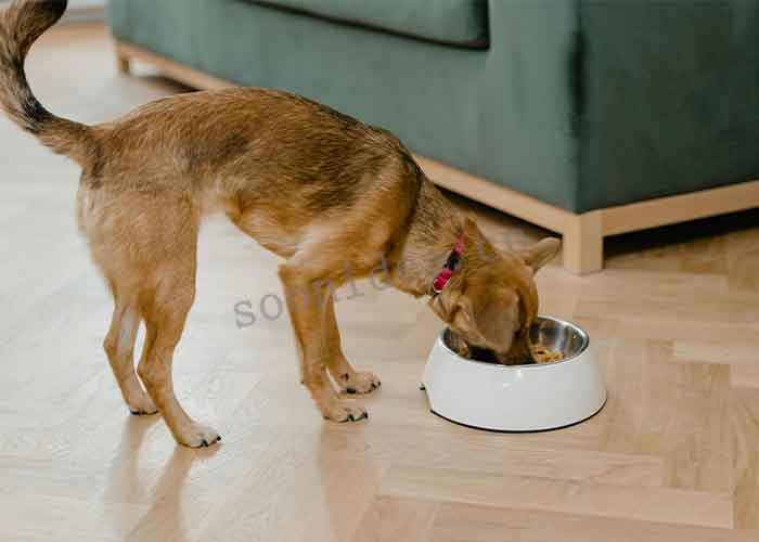 PET BOWL