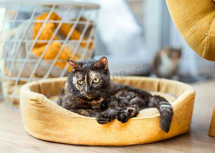 PET NEST